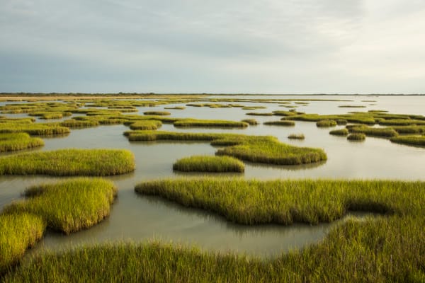 Reflections on the Voluntary Carbon Market