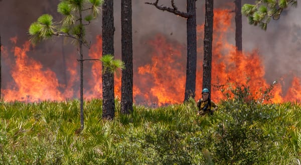 Brandon Craft on the Humanities and Prescribed Fire